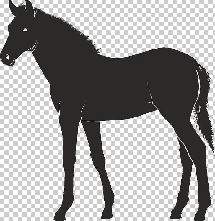 Foal Konik Pony PNG, Clipart, Animals, Bridle, Colt, Drawing, Encapsulated Postscript Free PNG Download