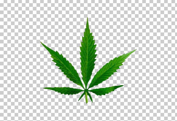 Medical Cannabis Tetrahydrocannabinol Cannabinoid Legality Of Cannabis PNG, Clipart, Cannabinoid, Cannabis Sativa, Cannabis Shop, Cannabis Social Club, Dispensary Free PNG Download