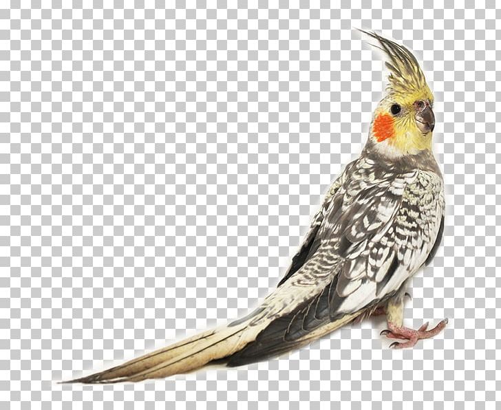 Cockatiel Budgerigar Bird Zebra Finch Cockatoo PNG, Clipart, Animals, Beak, Bird, Bol, Budgerigar Free PNG Download