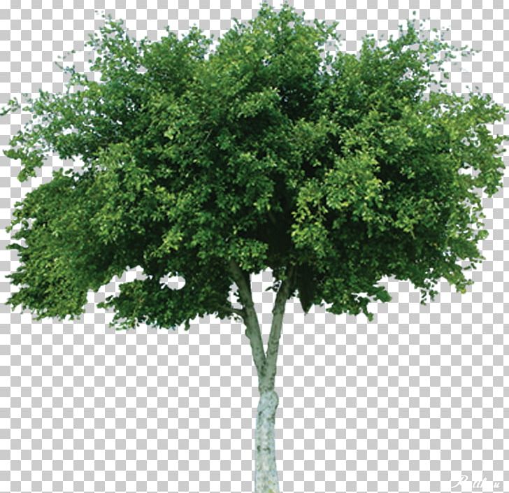 Tree Cercis Siliquastrum Deciduous Mangifera Indica Bouea Macrophylla PNG, Clipart, Bouea Macrophylla, Branch, Cercis Siliquastrum, Color, Deciduous Free PNG Download