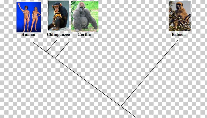 Evidence Of Common Descent Evolution Molecular Biology PNG, Clipart, Angle, Area, Biology, Brand, Charles Darwin Free PNG Download