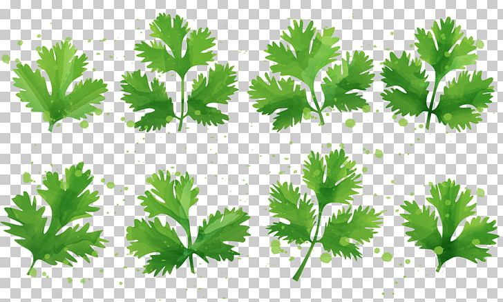 Tea Peppermint Leaf Herb PNG, Clipart, Adobe Illustrator, Basil, Bubble Tea, Coriander, Encapsulated Postscript Free PNG Download