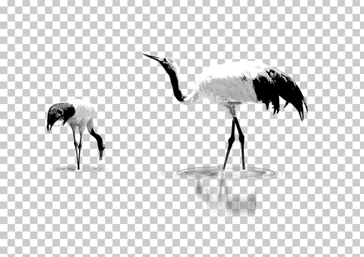 Crane PNG, Clipart, Background White, Beak, Bird, Black White, Crane Free PNG Download