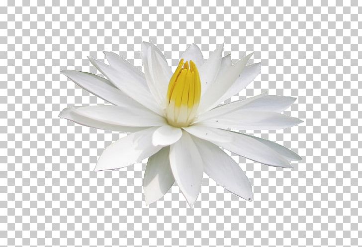 Flowering Plant PNG, Clipart, Cicek, Cicek Resimleri, Flower, Flowering Plant, Gul Free PNG Download