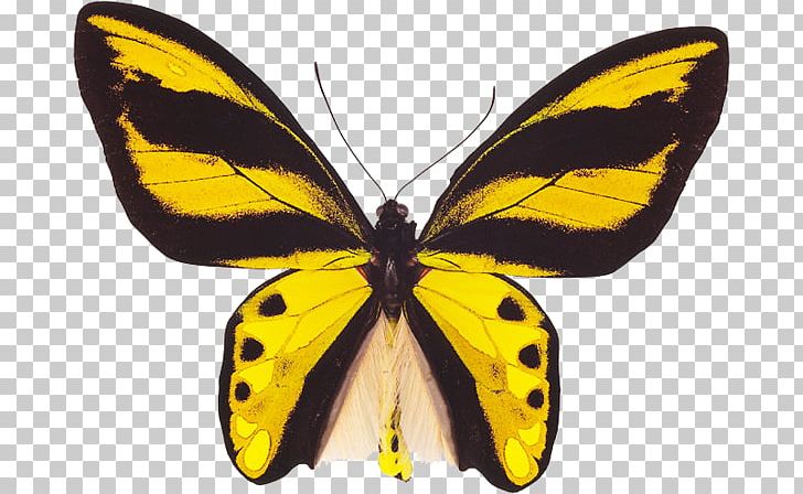 Monarch Butterfly Clouded Yellows Gossamer-winged Butterflies Moth PNG, Clipart, Arthropod, Birdwing, Brush Footed Butterfly, Butterflies And Moths, Butterfly Free PNG Download