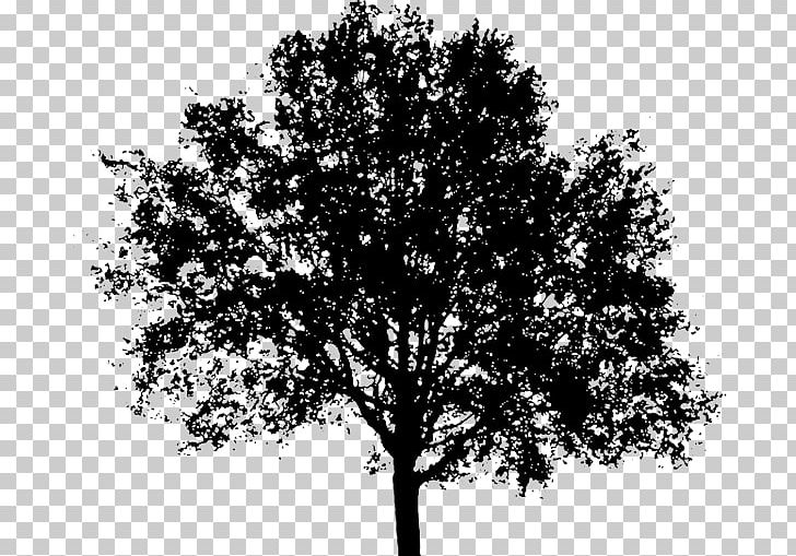 Portable Network Graphics Tree Silhouette PNG, Clipart, Black And White, Branch, Computer Icons, Desktop Wallpaper, Drawing Free PNG Download