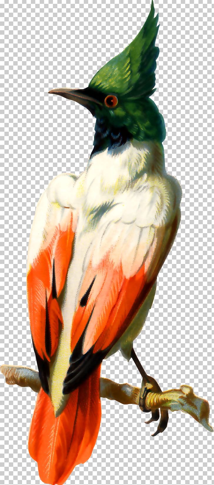 Bird Photography Illustration PNG, Clipart, Animal, Animals, Asuka, Beak, Bird Free PNG Download