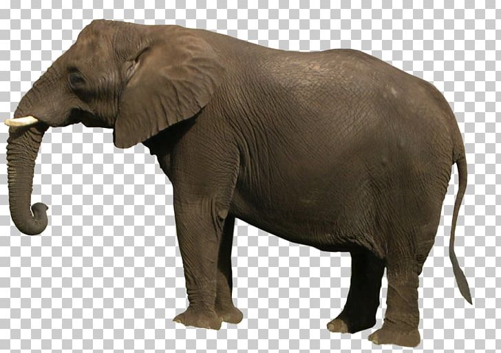 Elephant PNG, Clipart, African Elephant, Animal, Animals, Asian Elephant, Cari Free PNG Download
