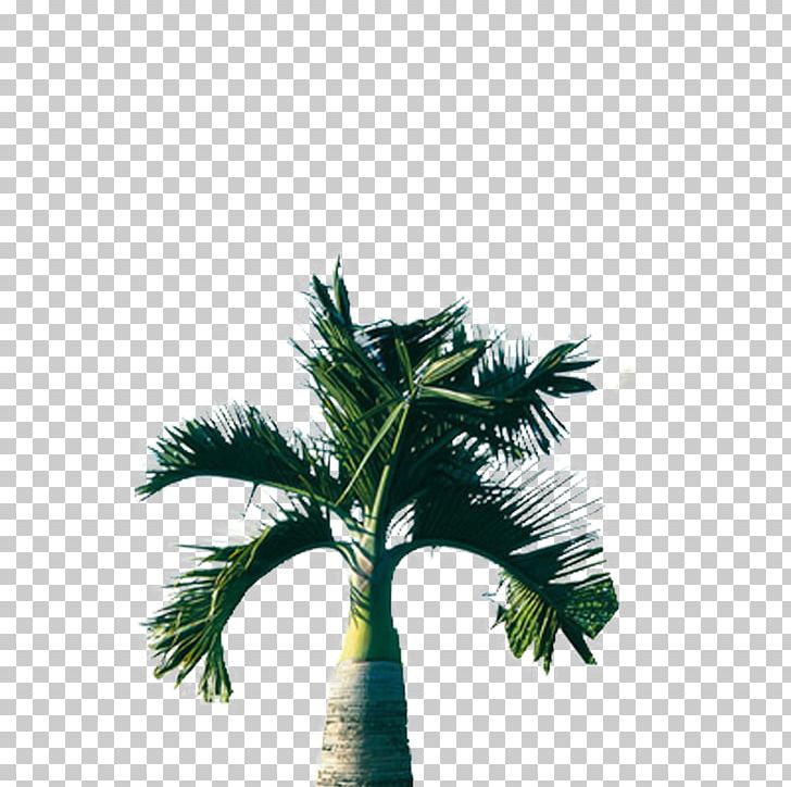 Tree Arecaceae Coconut PNG, Clipart, Arecaceae, Arecales, Autumn Tree, Cartoon, Christmas Tree Free PNG Download