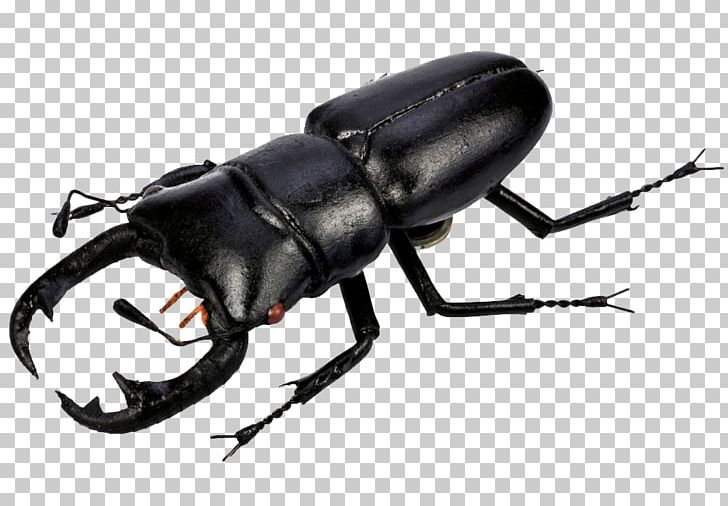 Beetle PNG, Clipart, Arthropod, Bbcode, Beetle, Clip Art, Computer Icons Free PNG Download