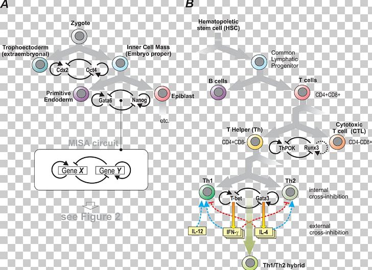 Cell Fate Determination Developmental Biology Cell Lineage PNG, Clipart, Area, Binary Number, Biology, Body Jewelry, Brand Free PNG Download