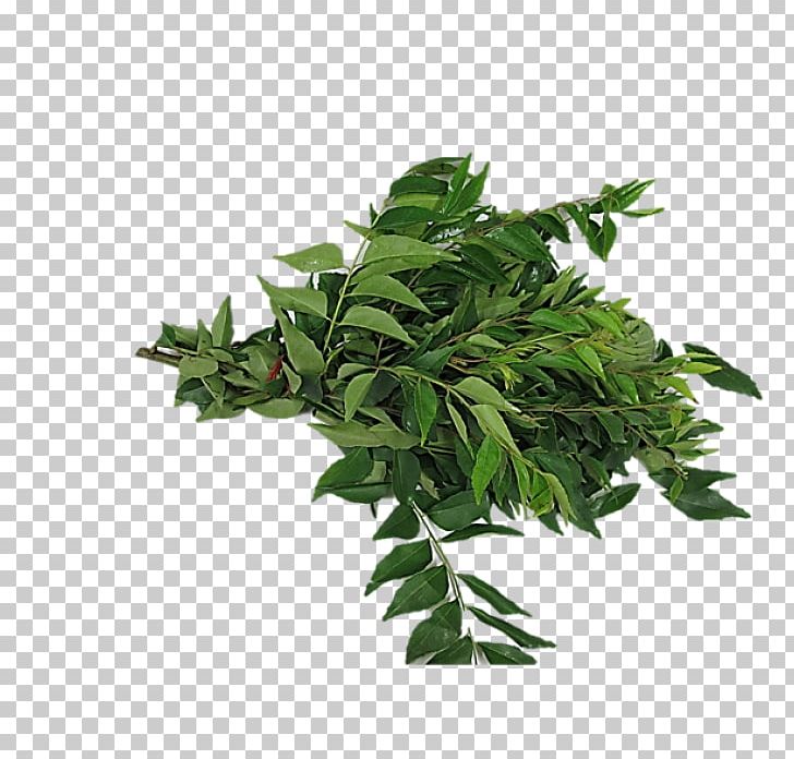 Curry Tree Sri Lankan Cuisine Leaf Fenugreek PNG, Clipart, Add, Bunch, Chili Pepper, Coriander, Curry Free PNG Download