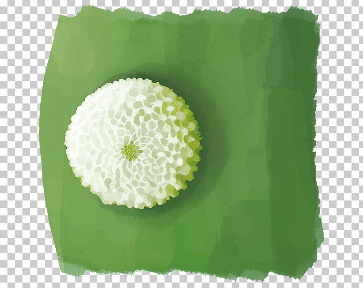 Flower Petal Green PNG, Clipart, Flower, Grass, Green, Nature, Petal Free PNG Download