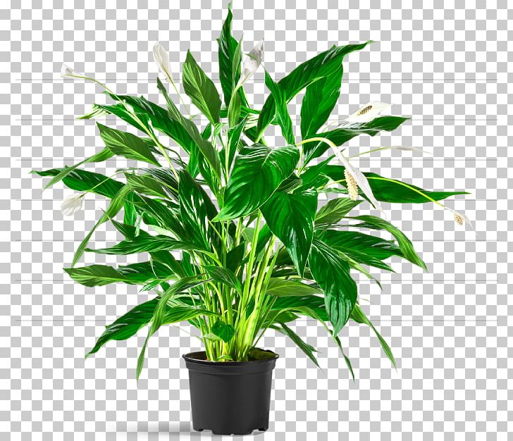 Salix Integra Houseplant Tree Plants Flowerpot PNG, Clipart, Areca Palm, Cutting, Evergreen, Flower, Flowerpot Free PNG Download