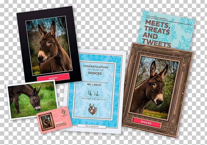The Donkey Sanctuary Horse Pet Belfast PNG, Clipart, Adoption, Advertising, Alife, Animals, Animal Sanctuary Free PNG Download
