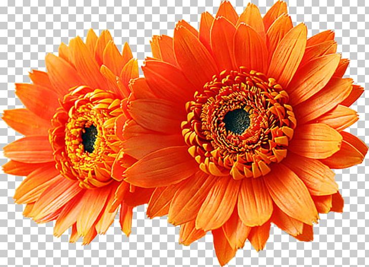 Transvaal Daisy Flower Bouquet Orange Yellow PNG, Clipart, Artificial Flower, Chrysanths, Clay, Color, Cut Flowers Free PNG Download
