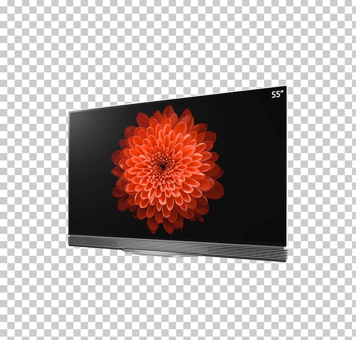 Transvaal Daisy Orange Chrysanthemum Rectangle Painting PNG, Clipart, Chrysanthemum, Flower, Flowering Plant, Fruit Nut, Gerbera Free PNG Download