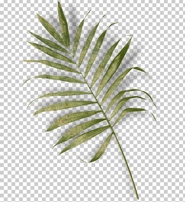 Arecaceae Leaf Fern Plant Stem PNG, Clipart, Arecaceae, Arecales, Branch, Coconut, Fern Free PNG Download