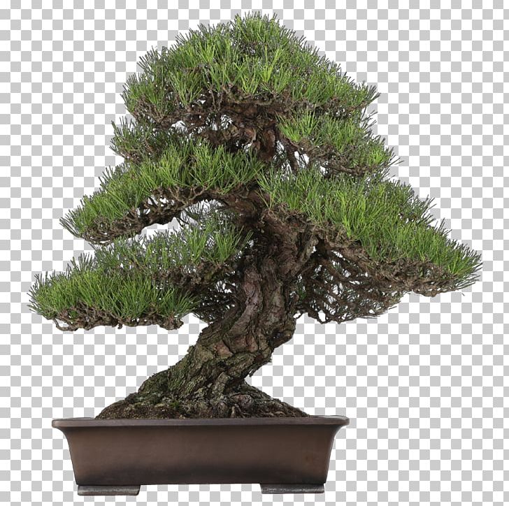 Chinese Sweet Plum Indoor Bonsai Tree Pinus Thunbergii PNG, Clipart, Azalea, Bonsai, Chinese Elm, Evergreen, Flowerpot Free PNG Download