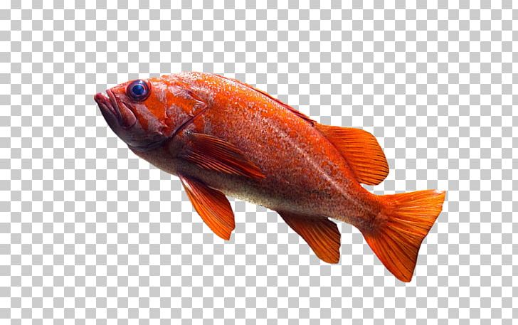 Common Goldfish Telescope Aquarium PNG, Clipart, Animal Source Foods, Aquarium, Arowana, Bony Fish, Common Goldfish Free PNG Download
