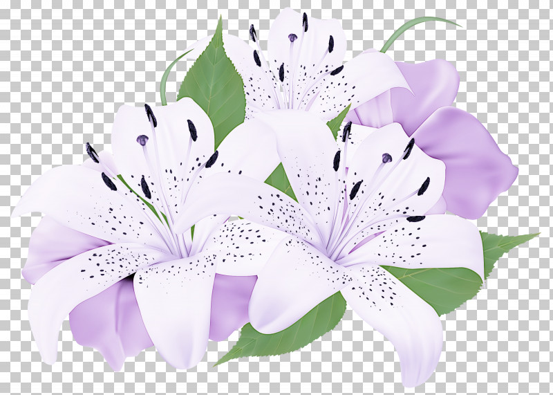 Floral Design PNG, Clipart, Cartoon, Cut Flowers, Easter Lily, Floral Design, Flower Free PNG Download