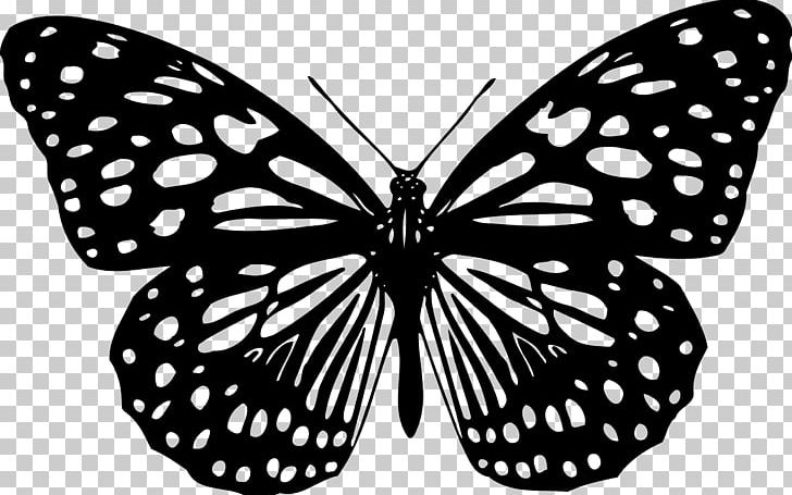 Butterfly Animation PNG, Clipart, Animation, Arthropod, Birdwing, Black And White, Brush Footed Butterfly Free PNG Download