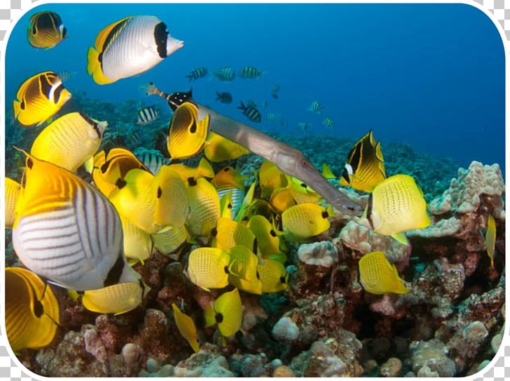 Coral Reef Fish Jack's Diving Locker Molokini Underwater PNG, Clipart, Aquarium, Coral, Dive, Ecosystem, Fauna Free PNG Download