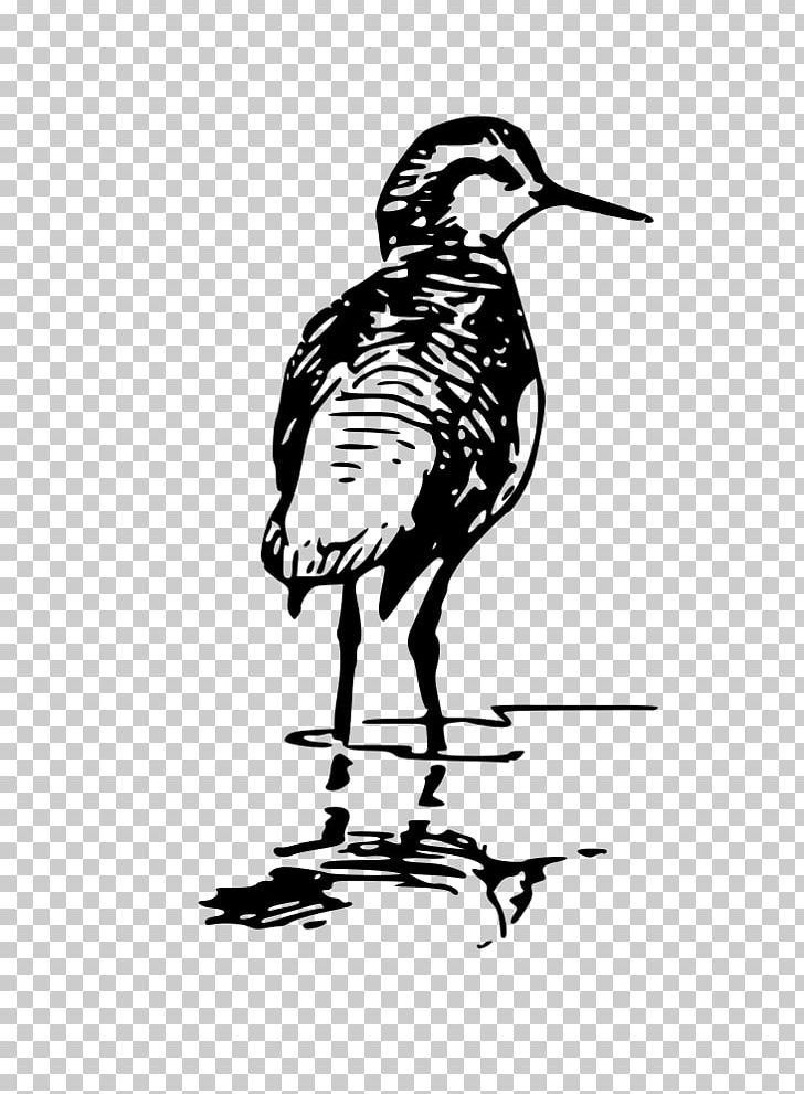 Duck Bird Phalaropes PNG, Clipart, Animals, Art, Artwork, Beak, Bird Free PNG Download