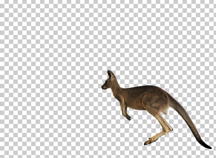 Macropodidae Kangaroo Jumping PNG, Clipart, Animal, Animal Figure, Animals, Animation, Fauna Free PNG Download