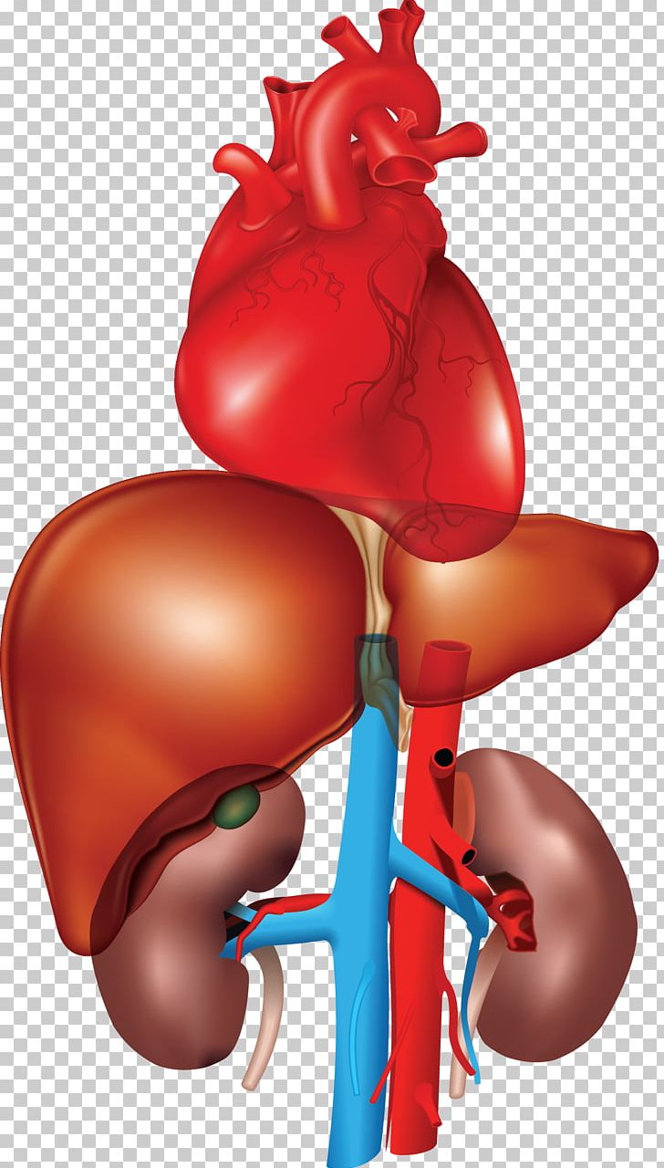 Organ Kidney Fatty Liver Heart PNG, Clipart, Blood, Boxing Glove, Chicken, Cirrhosis, Disease Free PNG Download