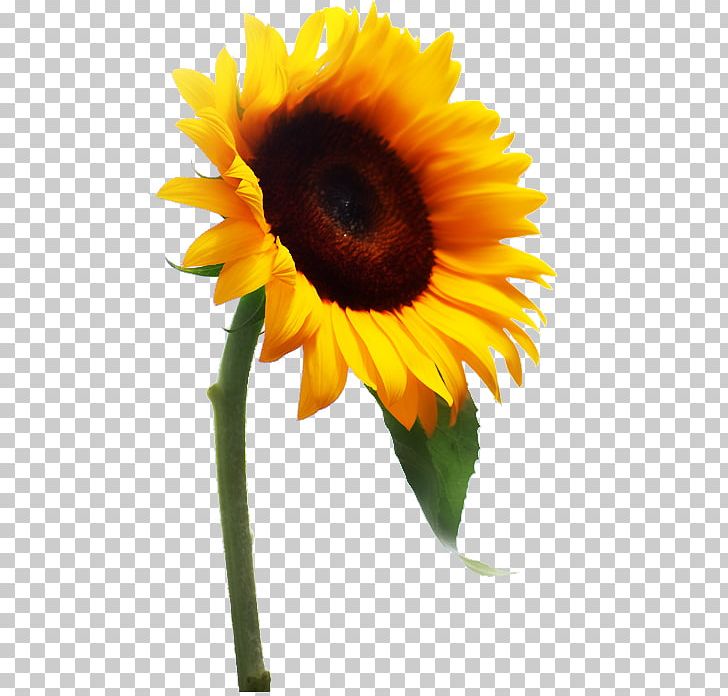 Common Sunflower RV Falke Donnersberg E.V. Photography PNG, Clipart, Brise Soleil, Daisy Family, Flower, Flowering Plant, Gerbera Free PNG Download