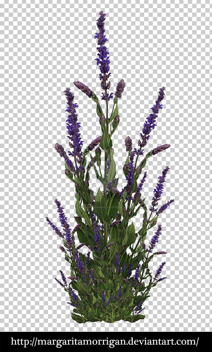 Lavandula Dentata Plant Purple Shrub PNG, Clipart, Desktop Wallpaper, Deviantart, English Lavender, Flower, Flowering Plant Free PNG Download