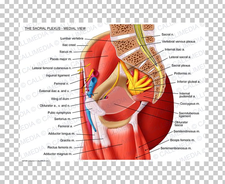 Sacral Plexus Sacrum Lumbar Plexus Muscle PNG, Clipart, Abdomen, Anatomy, Arm, Blood Vessel, Brachial Plexus Free PNG Download