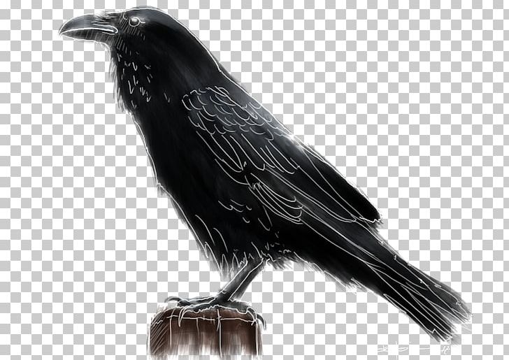 American Crow Rook New Caledonian Crow Bird Common Raven PNG, Clipart, American Crow, Animals, Beak, Bird, Black And White Free PNG Download
