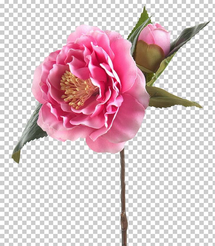 Cabbage Rose Garden Roses Яндекс.Фотки Cut Flowers PNG, Clipart, Artificial Flower, Author, Cabbage Rose, Camellia, Cut Flowers Free PNG Download