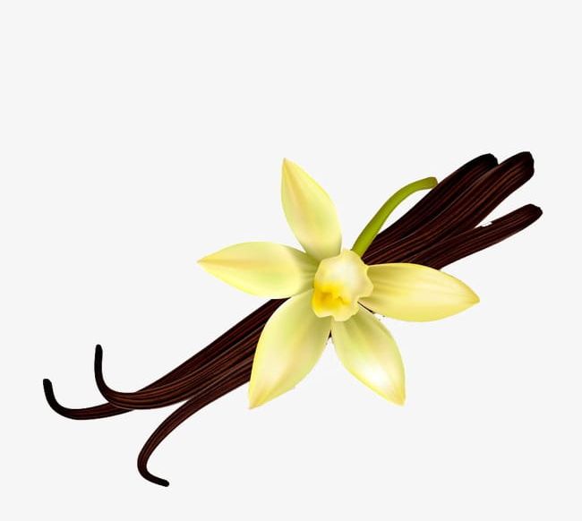 Hand-painted Vanilla Flower PNG, Clipart, Flower, Flower Clipart, Hand, Hand Painted, Hand Painted Clipart Free PNG Download