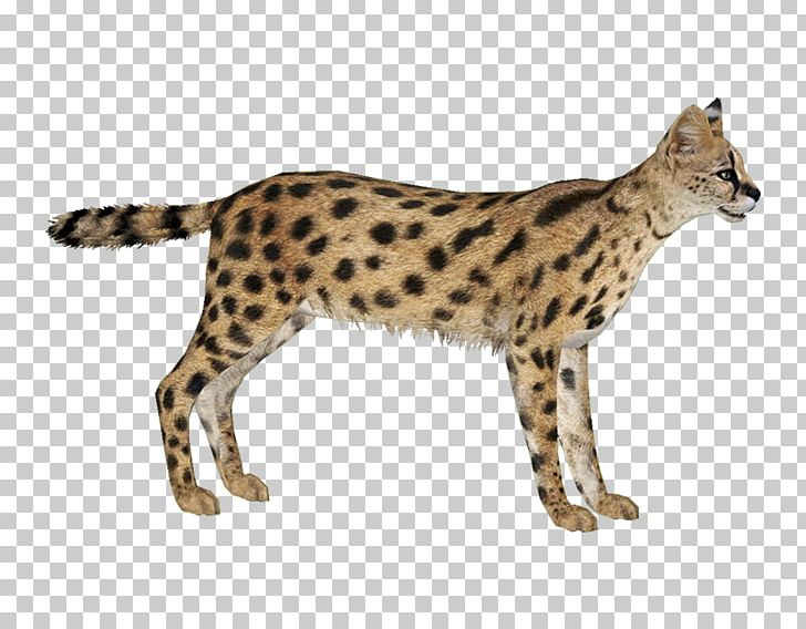 Savannah Cat Zoo Tycoon 2 Cheetah Leptailurus Serval Serval Leopard PNG, Clipart, Animal, Animals, Big Cat, Big Cats, Carnivoran Free PNG Download