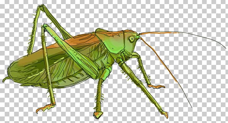 Grasshopper Locust Cricket Insect Tettigonia Viridissima PNG, Clipart, Animal, Arthropod, Bush Crickets, Cricket, Cricket Like Insect Free PNG Download