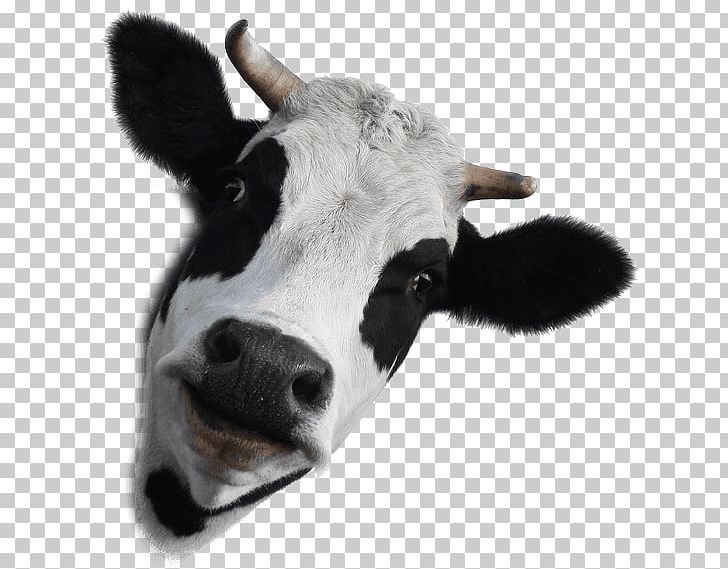 Holstein Friesian Cattle Dairy Cattle Beef And Dairy Milk PNG, Clipart, Calf, Cattle, Cattle Like Mammal, Cow Goat Family, Cow Head Free PNG Download