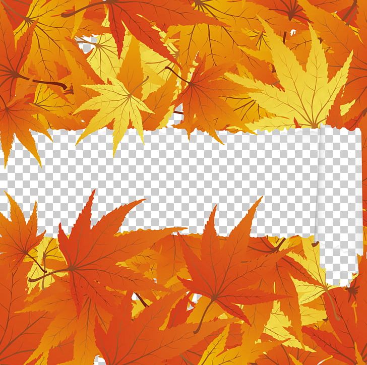 Japanese Maple Maple Leaf Autumn PNG, Clipart, Autumn Leaf Color, Autumn Leaves, Autumn Tree, Cartoon, Cartoon Maple Leaf Free PNG Download