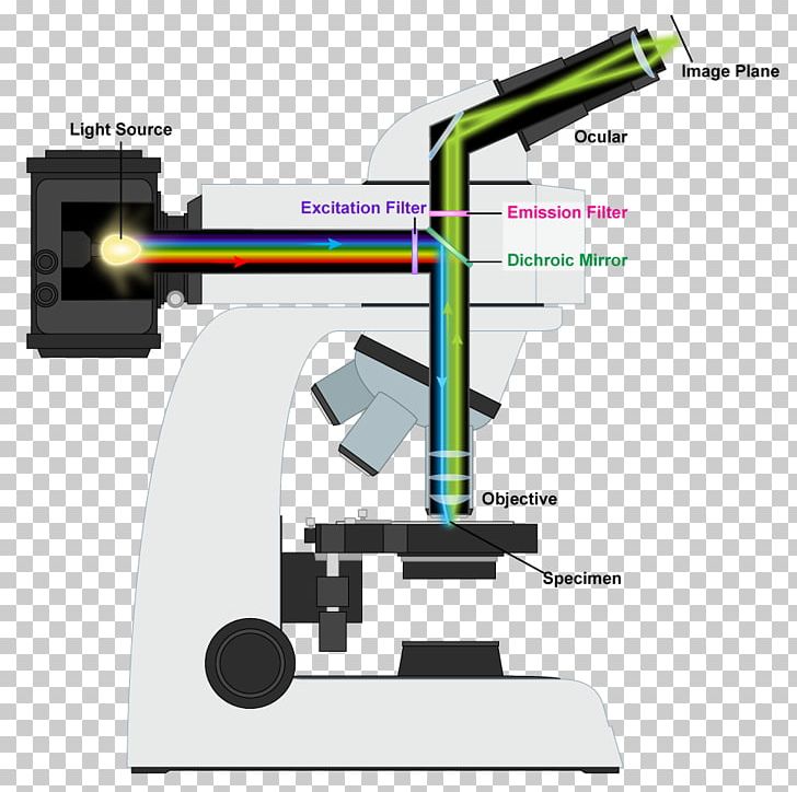 Light Fluorescence Microscope Optical Microscope PNG, Clipart, Angle, Cell, Engineering, Flu, Fluorescence Microscope Free PNG Download