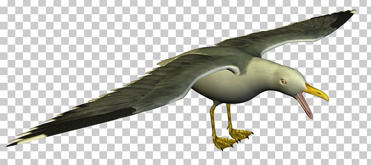 Gulls Free Content PNG, Clipart, Albatross, Beak, Bird, Cartoon, Charadriiformes Free PNG Download