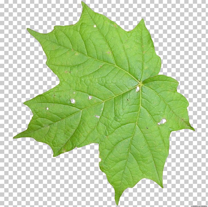 Leaf Texture Mapping Vine Computer Icons PNG, Clipart, 3d Computer Graphics, Alpha Compositing, Clipart, Computer Icons, Free Download Free PNG Download
