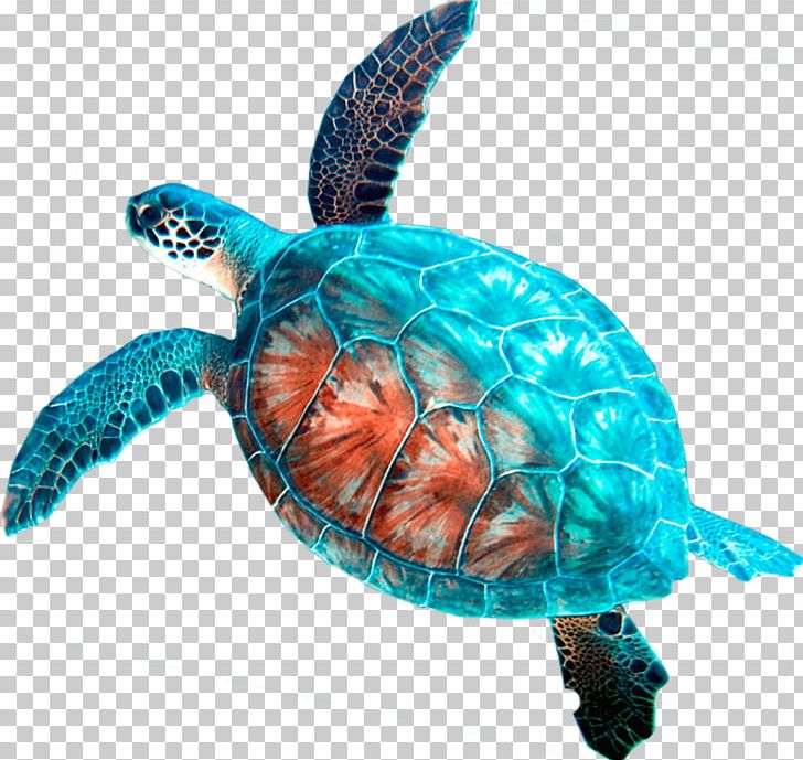 Loggerhead Sea Turtle Car Rental Hanauma Bay PNG, Clipart, Angel Fish, Animals, Aqua, Box Turtle, Box Turtles Free PNG Download