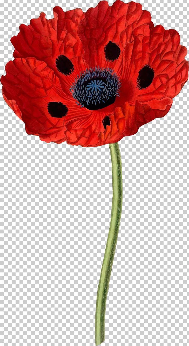 Papaver Bracteatum Opium Poppy Common Poppy Botany PNG, Clipart, Botanical Illustration, Botany, Common Poppy, Coquelicot, Cut Flowers Free PNG Download