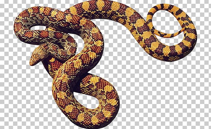 Snake File Formats PNG, Clipart, 3d Computer Graphics, Animals, Boa Constrictor, Boas, Button Free PNG Download