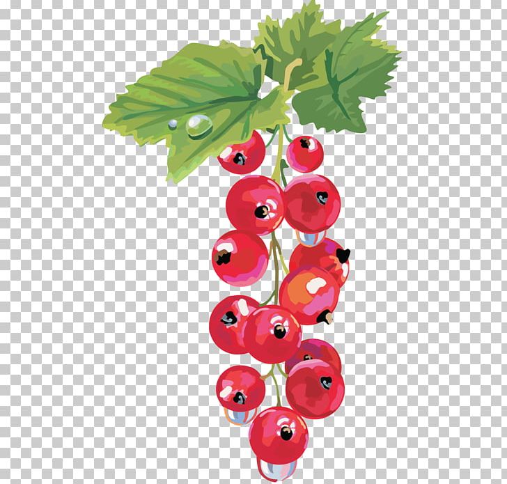 Zante Currant Redcurrant Blackcurrant Berry PNG, Clipart, Berry, Bilberry, Blackcurrant, Branch, Christmas Decoration Free PNG Download