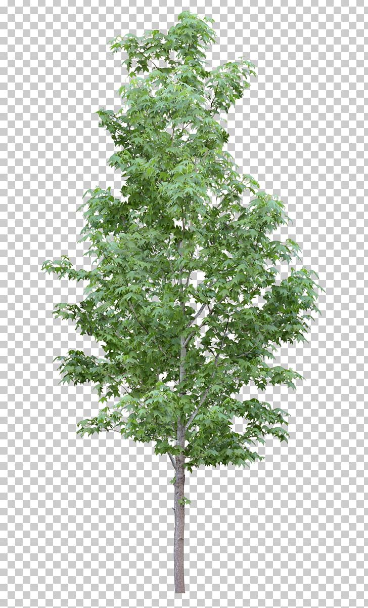 Amelanchier Arborea Branch Tree Amelanchier Lamarckii Shrub PNG, Clipart, Amelanchier Arborea, Amelanchier Lamarckii, Bask, Birch, Branch Free PNG Download