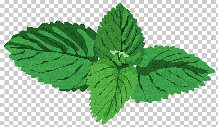 Peppermint Herb Water Mint Basil PNG, Clipart, Agonis Flexuosa, Art Green, Basil, Clip Art, Download Free PNG Download