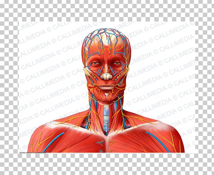 Shoulder Nerve Muscle Blood Vessel Neck PNG, Clipart, Anatomy, Arm, Blood Vessel, Cranial Nerves, Head Free PNG Download